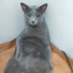 <b>울</b><b>집</b>고양이 앉은자세 ㅋㅋㅋㅋ