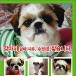 사례금 300만원, 달마(시<b>츄</b>, 수컷)를 찾아주세요