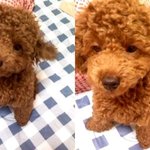 ■■■좀 늦었지만 우리집 개시리즈■■■
