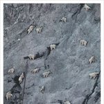 암벽 등반 申 산양 개쩜