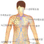 림프절의 해부학적 위치 및 구조 