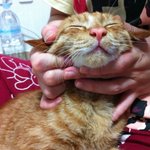 부산)))고양이<b>분양</b>
