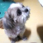 ★★우리집에사는<b>유기</b>견.<b>유기묘</b>(사진有)ㅅ★★*