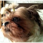 술 먹다 개가 된 ........ ( 사진 有)