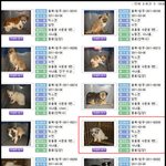 [사진多] 유기견, 이렇게 예뻐집니다! 요리조리 봐도 사랑스러움^^