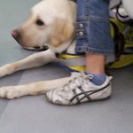 지하철에서 시각장애인의 안내견을 보고 소리지르던 여자.