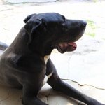 (사진有) 우리집은 동물농장, <b>오물</b>투성이 버려진 꼬물이 치즈 뒷이야기