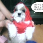 ★★[[2탄]]우리집에사는유기견.유기묘★★