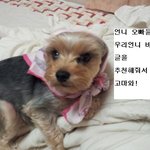 ★(99.9실화미스터리3)★나를 구해준 누렁이