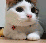 밤이나 새벽 판<b>러너</b>는 지금 오면 안되나.