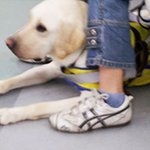지하철 '무개념녀' 또 등장…시각장애인 안내견 보고 "더러워"란...