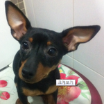 <b>울집</b> 귀요미 인사할게요> <! !