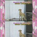 한 안내견 이야기(애니멀 커뮤니케이션)