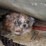애니멀호더의 70마리 개들. 지금이시간에도 비맞고 굶주림과 병으로...