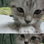 고양이 분양받으실분들 조심하세요 ㅡㅡ (사진有)