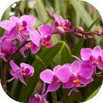 가족 건강 챙기려면 어떤 <b>식물</b>이 효과적일까? 