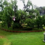 [대구 테마여행] 스토리텔링의 힘, 나무의 꿈