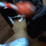 <b>울집</b> 고양이 움짤 이에요 >.<
