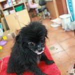 ★☆외대앞에서 비에 젖어 떨고있는 강아지 구조했어요