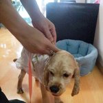 ◆◆순심이 능가하는 우리집 멍멍이의 우비◆