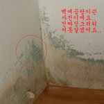곰팡이랑같이동거해보신분? 저의얘기좀들어<b>주시</b>와요!