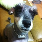 강아지를 찾습니다!