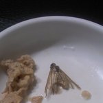 켈로그-곡물이야기-<b>현미</b>,나방이나왔네요;;?