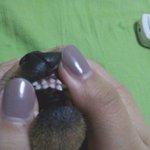 우리 강아지 <b>윗니</b>가 이상해요.........!!!!!!!!!!!...