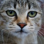 우리집고양이 인증해야겠네