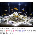 [전쟁중] 물고기이야기 서열싸움 ㅎㅎ