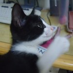 저히집 색시+<b>도도</b>+귀요미 를소개합니다.
