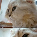 ★웃기고 사랑스러운 고양이 뭉치를 소개합니다^^*사진많아용