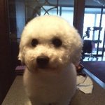 (사진有) 사고뭉치 소심쟁이 <b>비숑</b>프리제 로니이야기 : )