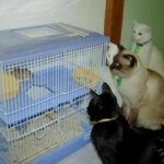 <b>신선</b>한 냥이짤