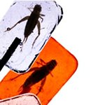 ★★★★★★ 펌 징그러운 사탕 <b>top</b>10★★★★★★