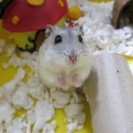 ★사진有★우리집 햄스터 몽코♥
