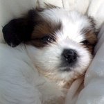 우리집 귀여운 개님(사진有)