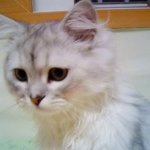 <b>민이</b>와 깜이를 소개합니다~냥냥~(스압주의)