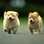 아침부터 개<b>샛끼</b>가