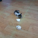 더위에 지친 아기 길고양이를 구해줬어요!