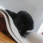 <b>반려동물</b> 왜 종있는 견만 기를려고 하나요?