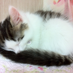 고양이도 알고 보면 <b>무척</b> 사랑스러운 동물이예요!! 미워하지 말아주세요...