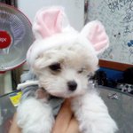 (사진有)우리집 먹성좋은 돼..아니 강아지를 소개합니다.