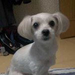 잃어버린 개 찾습니다ㅠㅠ