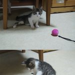 아기길냥이..도와주세요;ㅁ;