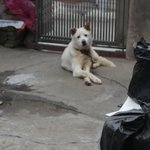 심장사상충에걸린 우리 수남이