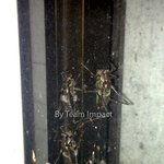 ☆★ 괴생물체 우리대학교 출연 곱등이 <b>진화</b>형 인가요 ? ☆★