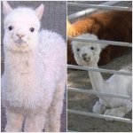 <b>동물</b>들에게도 존재하는 털의 중요성?