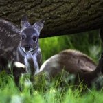 2011년 7월 27일, <b>dmz</b> 생태띠잇기가 개최됩니다!!! 많은...