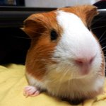 꼬맹이들!!!!!!  그러는거 아니야!!!!!!!!!!!!!! ...